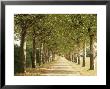 Country Road Near Macon, Burgundy, France by Michael Busselle Limited Edition Print