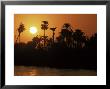 Sun Setting Behind Palms Across The River Nile's West Bank, Luxor, Thebes, Egypt by Ken Gillham Limited Edition Pricing Art Print