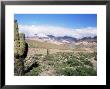 Cardones Growing In The Desert At 3000 Metres, Near Alfarcito, Jujuy, Argentina, South America by Lousie Murray Limited Edition Print