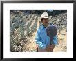 Tequila Plantation Worker, Mexico, North America by Michelle Garrett Limited Edition Print