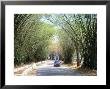 Bamboo Avenue, St. Elizabeth, Jamaica, West Indies, Central America by Sergio Pitamitz Limited Edition Print