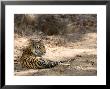 Bengal Tiger, Panthera Tigris Tigris, Bandhavgarh National Park, Madhya Pradesh, India by Thorsten Milse Limited Edition Print