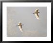 Intermediate Egret (Mesophoyx Intermedia), Flying Over The Bagmati River, Kathmandu, Nepal by Don Smith Limited Edition Print