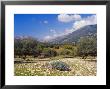 Olive Groves, Cephalonia, Ionian Islands, Greece, Europe by Jonathan Hodson Limited Edition Print