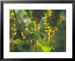 Garganega Grapes, Soave, Veneto, Italy, Europe by Michael Newton Limited Edition Print