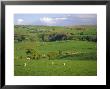 Farming Countryside, County Antrim, Ulster, Northern Ireland, Uk, Europe by Gavin Hellier Limited Edition Print