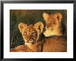 Lion Cubs Approximately 2-3 Months Old, Kruger National Park, South Africa, Africa by Ann & Steve Toon Limited Edition Print