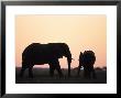 African Elephant, (Loxodonta Africana), Chobe River, Chobe National Park, Botswana by Thorsten Milse Limited Edition Print