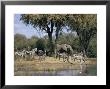 Elephant And Zebras At The Khwai River, Moremi Wildlife Reserve, Botswana, Africa by Thorsten Milse Limited Edition Print