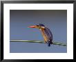Malachite Kingfisher, On Reed In Kruger National Park, Mpumalanga, South Africa, Africa by Ann & Steve Toon Limited Edition Print