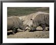 East African Black Rhinoceros (Rhinos) Sparring, San Diego Wild Animal Park, California by James Gritz Limited Edition Pricing Art Print
