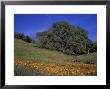 Walnut Creek, Mt. Diablo State Park, California by Inger Hogstrom Limited Edition Print