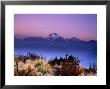 Sunrise Over Mountains With Plants In Foreground, Poon Hill, Gandaki, Nepal by Anthony Plummer Limited Edition Pricing Art Print