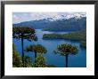 Araucaria Trees Above Lago Conguillio by Bethune Carmichael Limited Edition Print