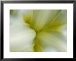 Close View Of Pale Yellow Flower, Groton, Connecticut by Todd Gipstein Limited Edition Print
