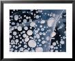 Air Bubbles Frozen In Ice, Alaska by Michael S. Quinton Limited Edition Pricing Art Print