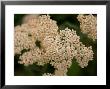 Apricot Yarrow At The Maxwell Arboretum by Joel Sartore Limited Edition Print