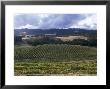Grape Vines On Opolo Vineyards And Surrounding Oak Woodlands, California by Rich Reid Limited Edition Print
