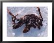 Fisherman's Catch Of Crab Lying In Snow And Ice, Alaska by Ira Block Limited Edition Print