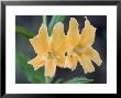Common Monkey Flower Closeup, California by Rich Reid Limited Edition Print