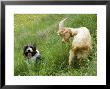 Herd Dog And A Goat Next To Each Other On A Grassy Slope, France by Stephen Sharnoff Limited Edition Print