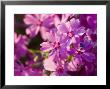 Creeping Flox Along A Road Near Sneedville, Tn by Joel Sartore Limited Edition Print