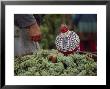 Grape Harvest At The Frantisek Karbula Family Vineyard by James L. Stanfield Limited Edition Pricing Art Print