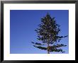 Norfolk Pine Tree, Ventura, California by Stacy Gold Limited Edition Print