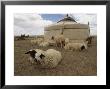 Native Housing, Felt Tent, Or Yurt, And Sheep Of Mongolian Sheep Ranchers by James L. Stanfield Limited Edition Pricing Art Print
