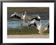 Two American White Pelicans Landing, Sanibel Island, Florida by Tim Laman Limited Edition Print