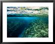 Underwater Coral Reef Views In Shallow Water, French Polynesia by Tim Laman Limited Edition Print