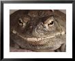 Sonoran Desert Toad Pauses For A Photo by George Grall Limited Edition Print