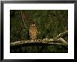 Front View Of A Buffy Fish Owl by Tim Laman Limited Edition Print