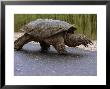 Snapping Turtle Walking Along The Side Of A Road by Heather Perry Limited Edition Print