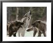 Group Of Gray Wolves, Canis Lupus, Howl In Unison by Jim And Jamie Dutcher Limited Edition Print