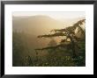 Misty Sunrise Along Pine Gap Trail, Blue Ridge Mountains by Rich Reid Limited Edition Print
