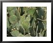 Prickly Pear Cactus At The Arizona Sonora Desert Museum by Todd Gipstein Limited Edition Pricing Art Print