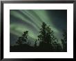 Brilliant Display Of Aurorae In The Yukon Territory by Paul Nicklen Limited Edition Pricing Art Print