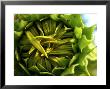 Close-Up Of A Sunflower Bud Not Yet In Bloom by White & Petteway Limited Edition Print
