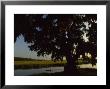 Late Afternoon Kayaker In The Marshes Along The Georgia Sea Islands by Michael Melford Limited Edition Pricing Art Print