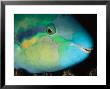 Close View Of The Eye And Mouth Of A Yellowbarred Parrotfish by Tim Laman Limited Edition Pricing Art Print