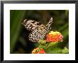 Tree Nymph Butterfly Drinks Nectar From Lantana Flowers, Idea Leuconoe by Darlyne A. Murawski Limited Edition Pricing Art Print