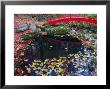 Fallen Leaves From Japanese Maples Floating In A Pond, New York by Darlyne A. Murawski Limited Edition Print