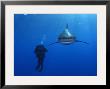 An Oceanic Whitetip Shark Swims Past A Diver by Brian J. Skerry Limited Edition Pricing Art Print
