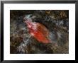 A Leaf Floating Through Reflections In A Mountain Stream by Michael S. Yamashita Limited Edition Print