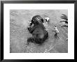 Elephant Belonging To Temple Of The Tooth, Getting Mid Day Bath In River by Howard Sochurek Limited Edition Print