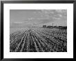 Wheat Fields by Margaret Bourke-White Limited Edition Print