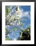 Flowering Tree, Maui, Hawaii by Jacob Halaska Limited Edition Print