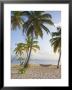 Panama, Comarca De Kuna Yala, San Blas Islands, Kuanidup Grande, Tropical Beach by Jane Sweeney Limited Edition Print