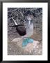 Blue Footed Booby, Galapagos Islands, Ecuador, South America by Sassoon Sybil Limited Edition Print